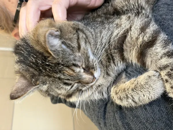 Kot do adopcji, Bełchatów, 19 czerwca 2025 (4/5)