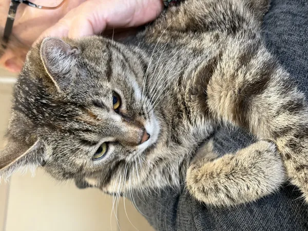 Kot do adopcji, Bełchatów, 19 czerwca 2025 (5/5)