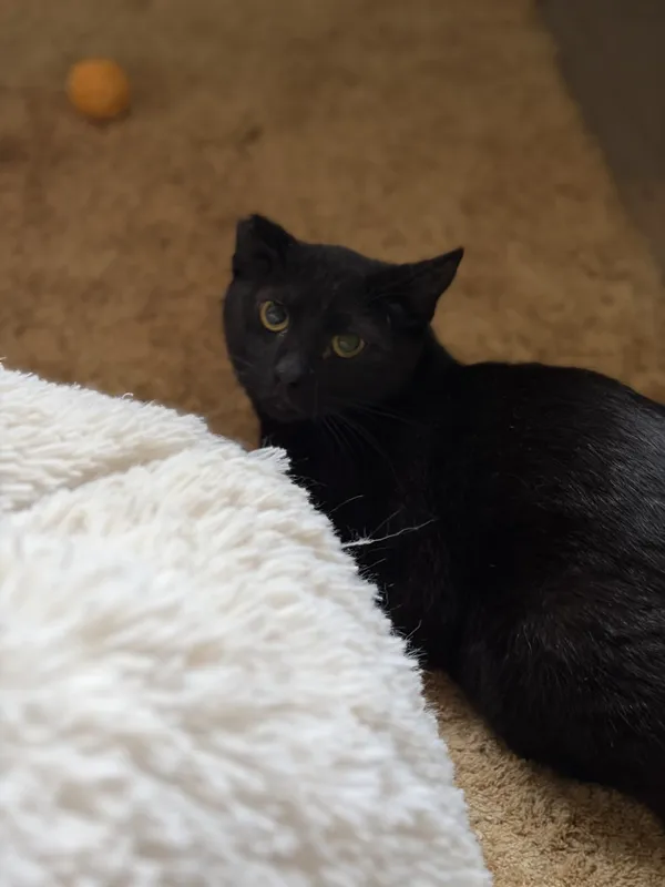 Kot do adopcji, Bełchatów, 1 sierpnia 2025 (1/3)