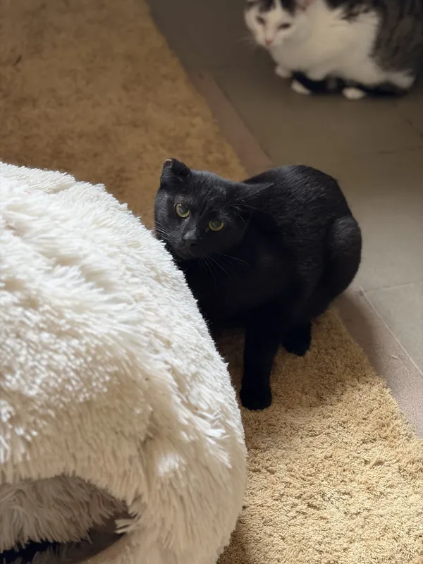 Kot do adopcji, Bełchatów, 1 sierpnia 2025 (2/3)