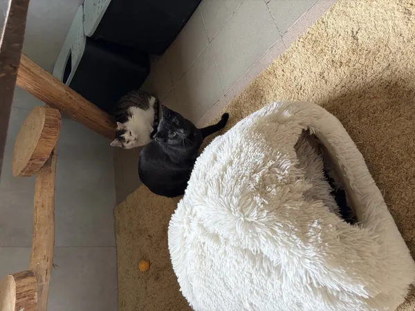 Kot do adopcji, Bełchatów, 1 sierpnia 2025 (3/3)