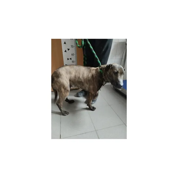 Znaleziono psa, Białystok, 8 kwietnia 2026