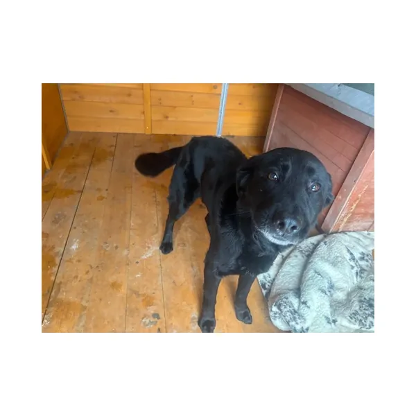 Znaleziono psa, Białystok, 6 lutego 2026 (1/5)