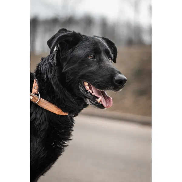 Znaleziono psa, Białystok, 6 lutego 2026 (3/5)