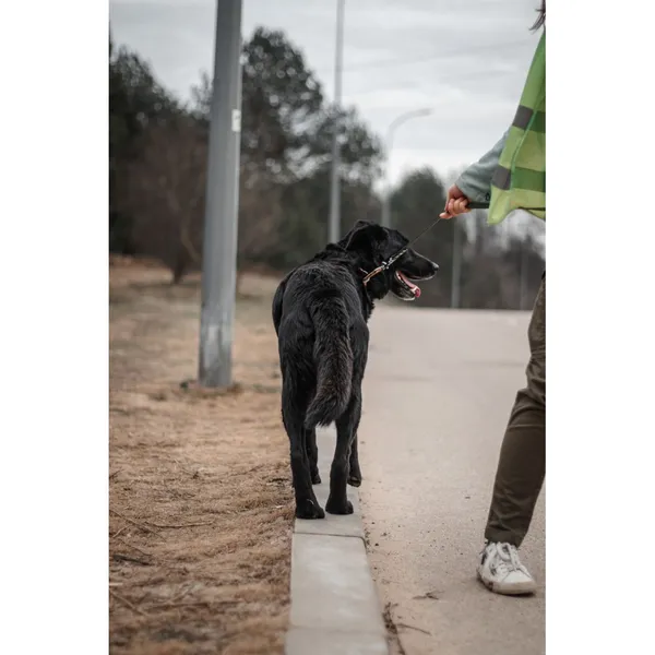 Znaleziono psa, Białystok, 6 lutego 2026 (4/5)