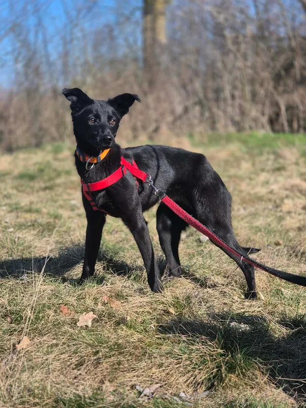 Oddam psa, Milanówek, 9 kwietnia 2026 (2/4)