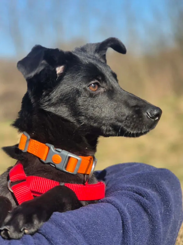 Oddam psa, Milanówek, 9 kwietnia 2026 (4/4)