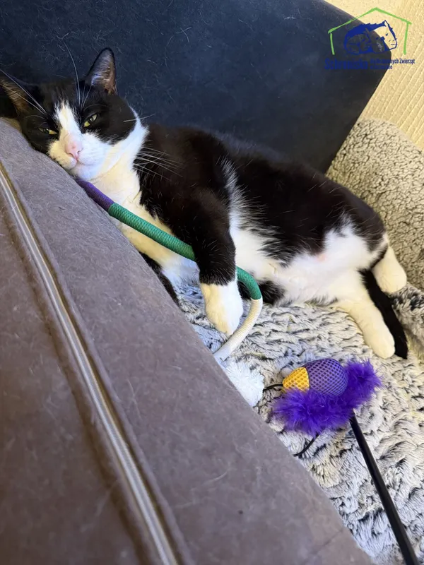 Znaleziono kota, Szczecin, 9 kwietnia 2026 (2/3)