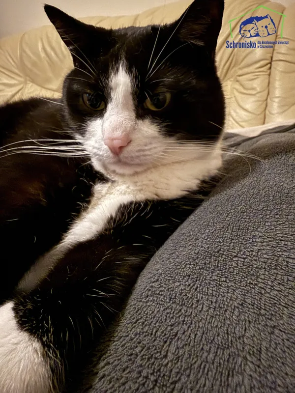Znaleziono kota, Szczecin, 9 kwietnia 2026 (3/3)