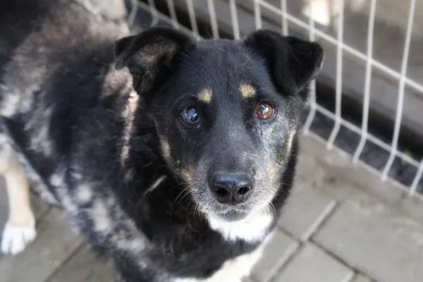 Oddam psa, Wąsy Kolonia, 9 kwietnia 2026 (1/2)