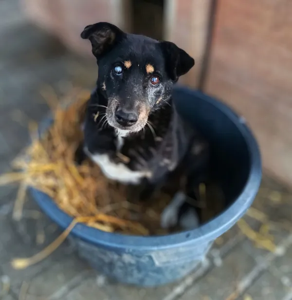 Oddam psa, Wąsy Kolonia, 9 kwietnia 2026 (2/2)