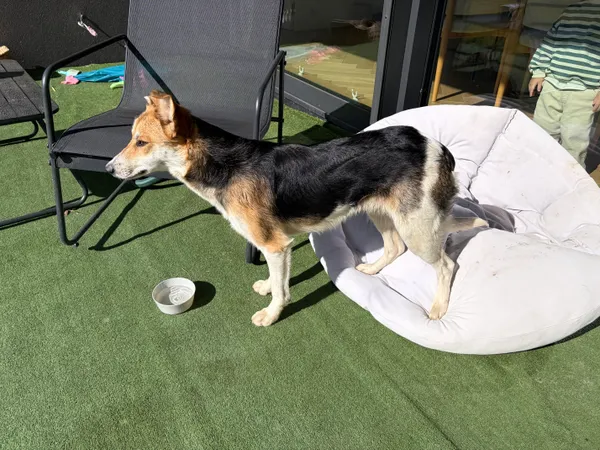 Znaleziono psa, Papowo Toruńskie, 9 kwietnia 2026 (2/2)