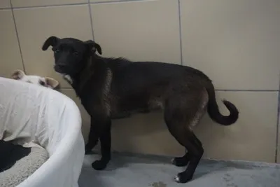 Pies do adopcji, Kraków, 25 marca 2026