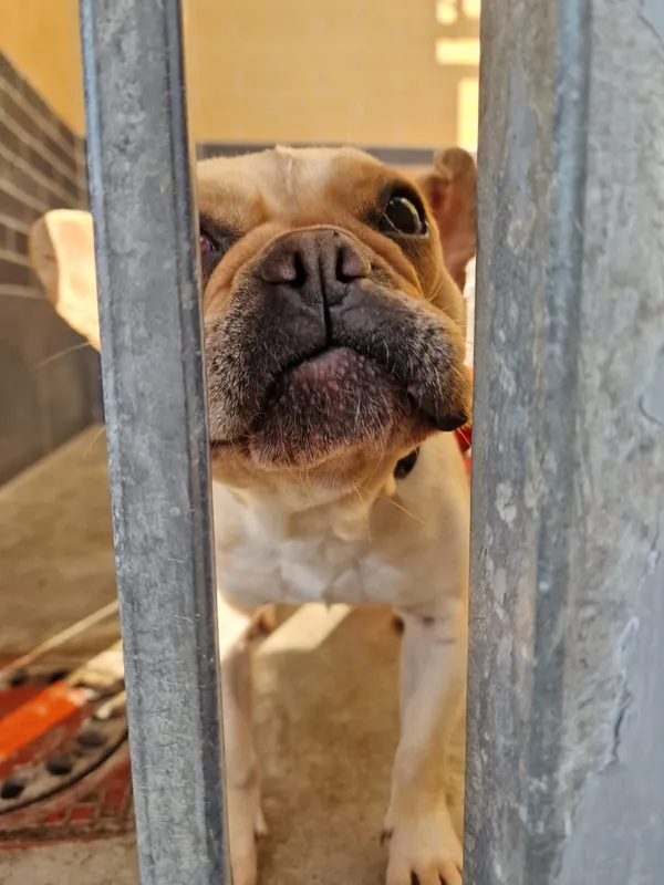 Pies do adopcji, Wrocław, 2 kwietnia 2026 (2/2)