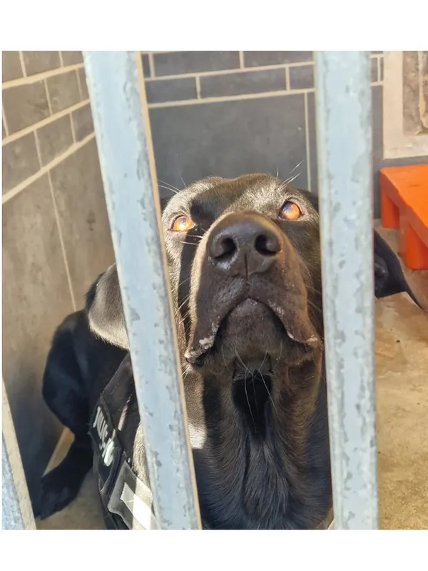 Pies do adopcji, Wrocław, 1 kwietnia 2026