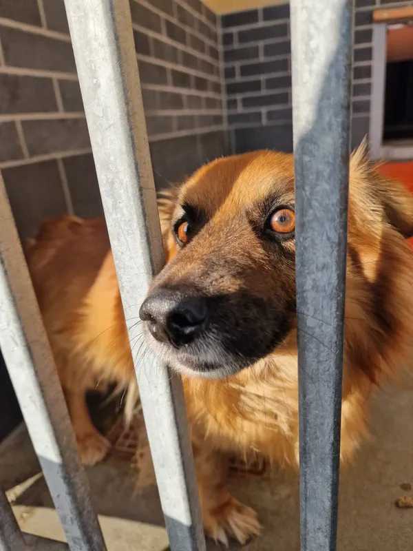 Pies do adopcji, Wrocław, 28 marca 2026