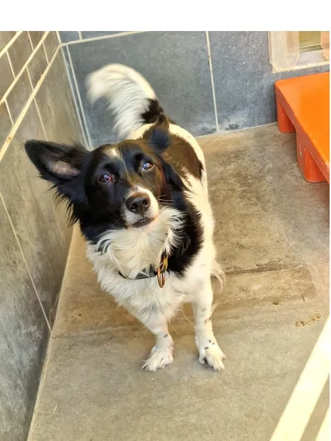 Pies do adopcji, Wrocław, 22 marca 2026