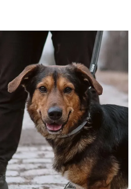 Pies do adopcji, Wrocław, 20 września 2025