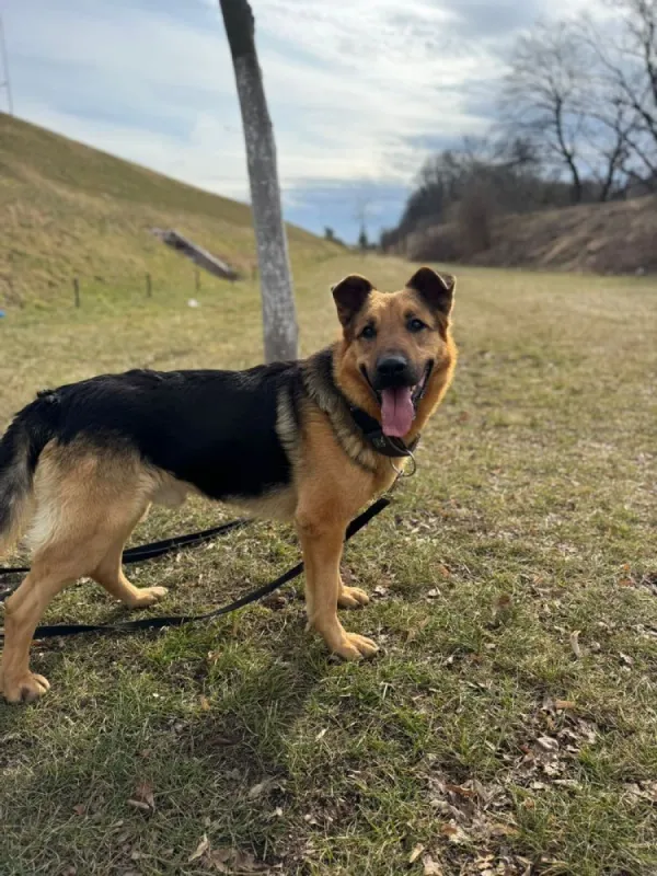 Pies do adopcji, Wrocław, 17 stycznia 2026