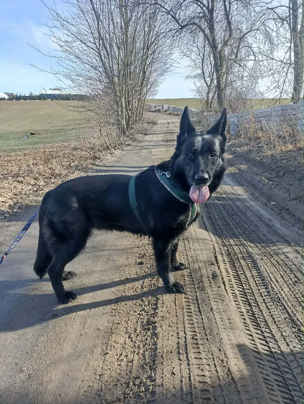 Znaleziono psa, Chojnice, 13 marca 2026 (2/5)