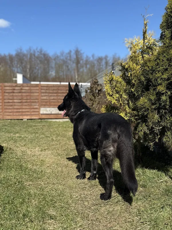 Znaleziono psa, Chojnice, 13 marca 2026 (3/5)