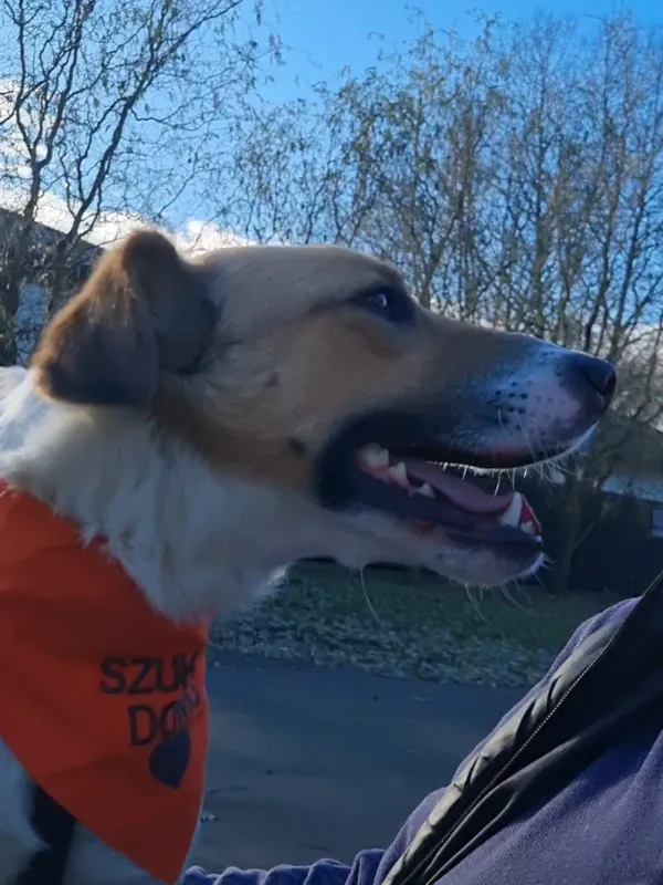 Pies do adopcji, Milanówek, 21 grudnia 2025 (2/5)