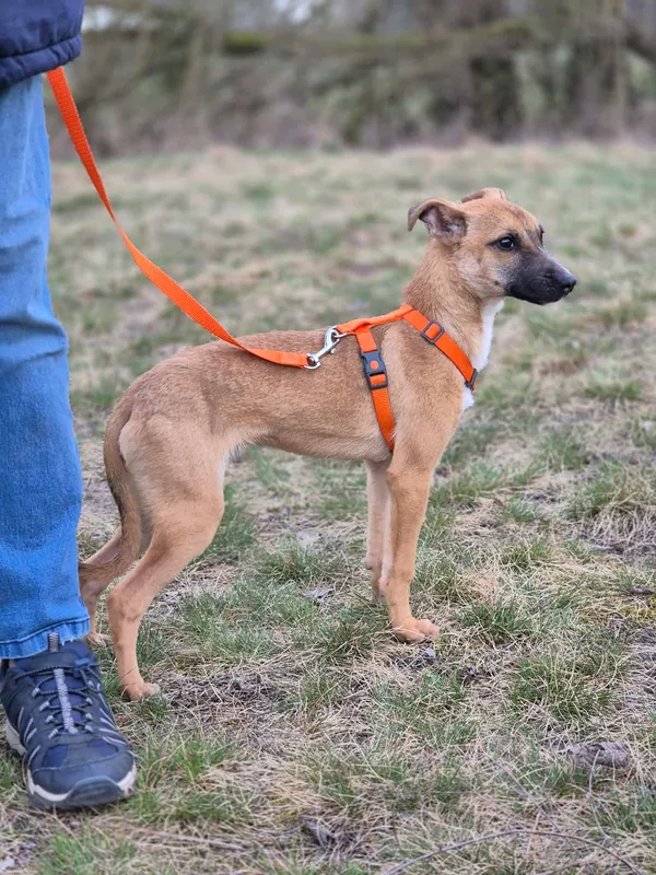 Oddam psa, Budy Grabskie, 10 kwietnia 2026 (3/4)