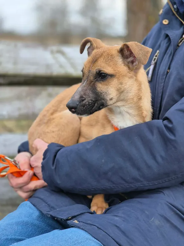 Oddam psa, Budy Grabskie, 10 kwietnia 2026 (4/4)