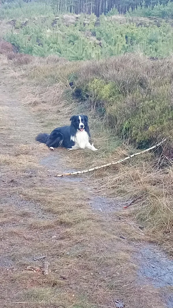 Zaginął pies, Różewo, 10 kwietnia 2026