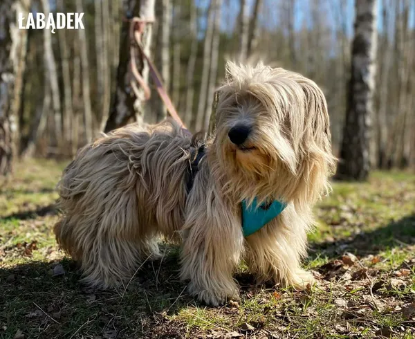 Pies do adopcji, Rytlów, 9 kwietnia 2026