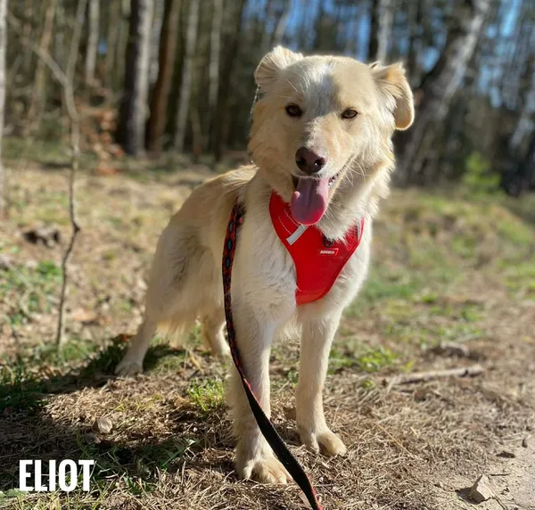 Pies do adopcji, Rytlów, 9 kwietnia 2026