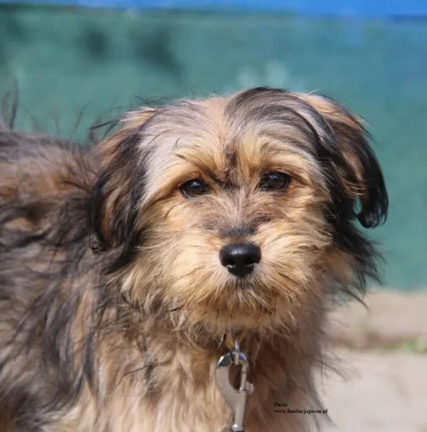 Pies do adopcji, Nowy Dwór Mazowiecki, 10 kwietnia 2026 (1/5)