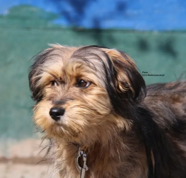 Pies do adopcji, Nowy Dwór Mazowiecki, 10 kwietnia 2026 (2/5)