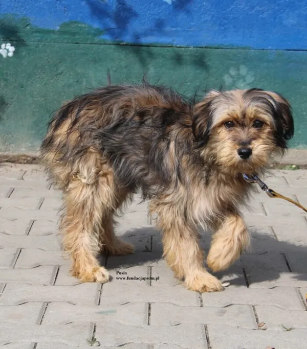 Pies do adopcji, Nowy Dwór Mazowiecki, 10 kwietnia 2026 (3/5)