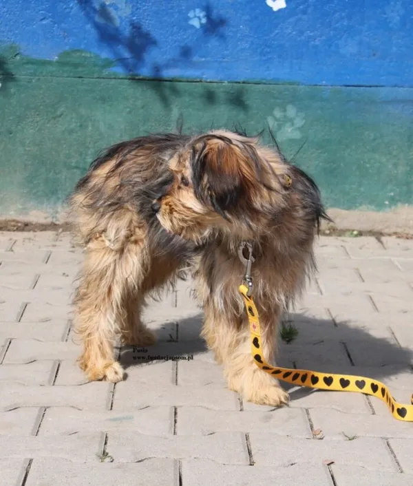 Pies do adopcji, Nowy Dwór Mazowiecki, 10 kwietnia 2026 (4/5)