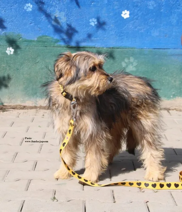 Pies do adopcji, Nowy Dwór Mazowiecki, 10 kwietnia 2026 (5/5)