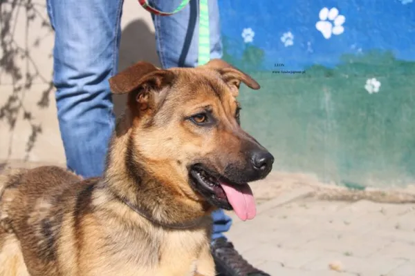 Pies do adopcji, Nowy Dwór Mazowiecki, 10 kwietnia 2026 (1/5)