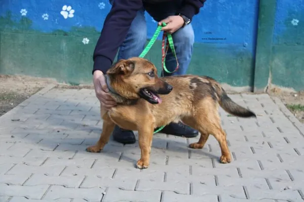 Pies do adopcji, Nowy Dwór Mazowiecki, 10 kwietnia 2026 (2/5)