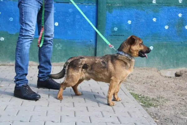 Pies do adopcji, Nowy Dwór Mazowiecki, 10 kwietnia 2026 (3/5)