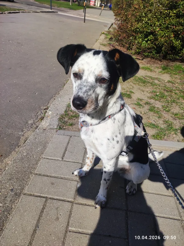 Znaleziono psa, Łódź, 10 kwietnia 2026