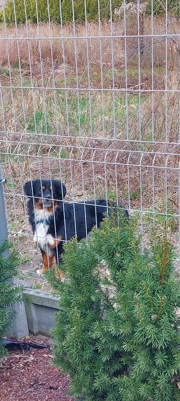 Znaleziono psa, Łódź, 10 kwietnia 2026