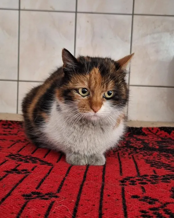 Kot do adopcji, Orzechowce, 10 kwietnia 2026 (1/2)