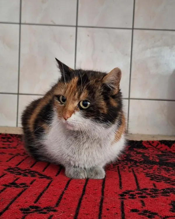 Kot do adopcji, Orzechowce, 10 kwietnia 2026 (2/2)