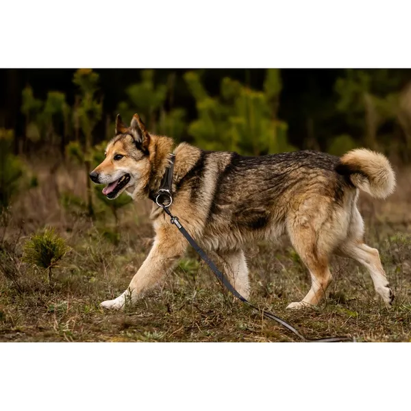 Znaleziono psa, Białystok, 28 lutego 2026 (1/5)