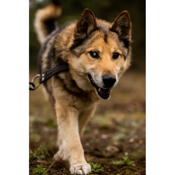 Znaleziono psa, Białystok, 28 lutego 2026 (2/5)