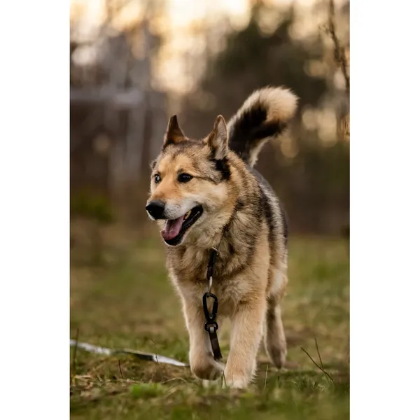 Znaleziono psa, Białystok, 28 lutego 2026 (3/5)