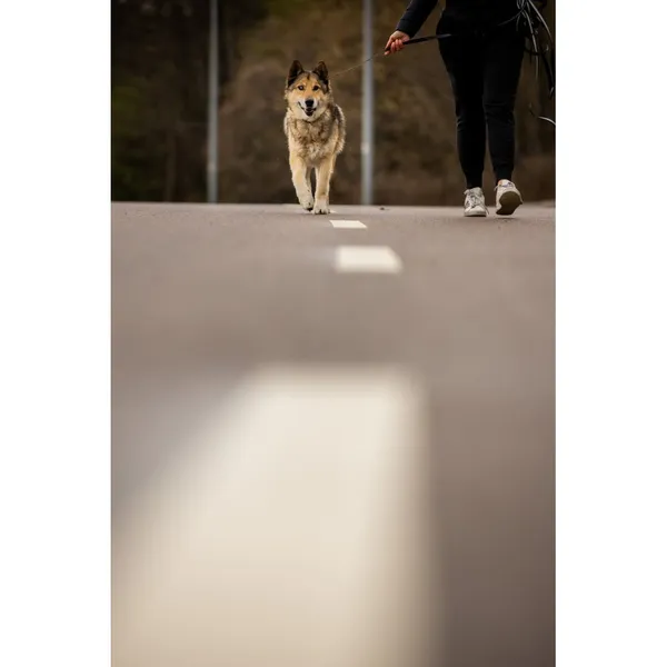 Znaleziono psa, Białystok, 28 lutego 2026 (4/5)