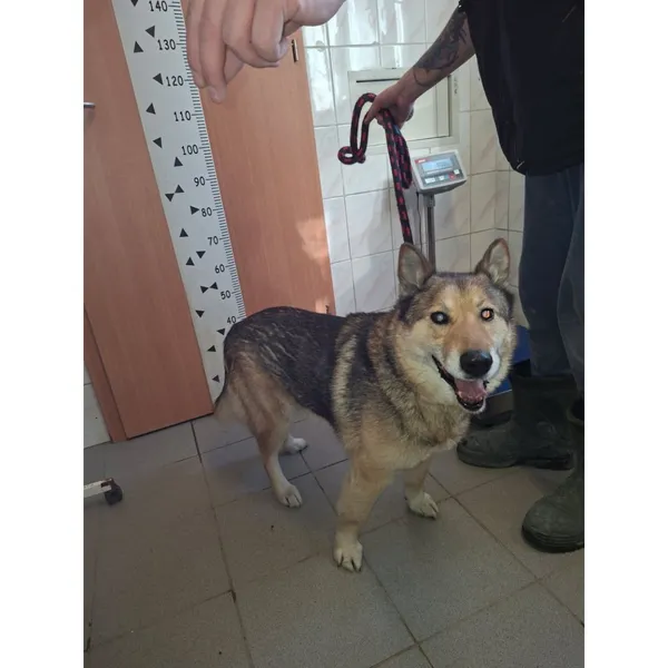 Znaleziono psa, Białystok, 28 lutego 2026 (5/5)