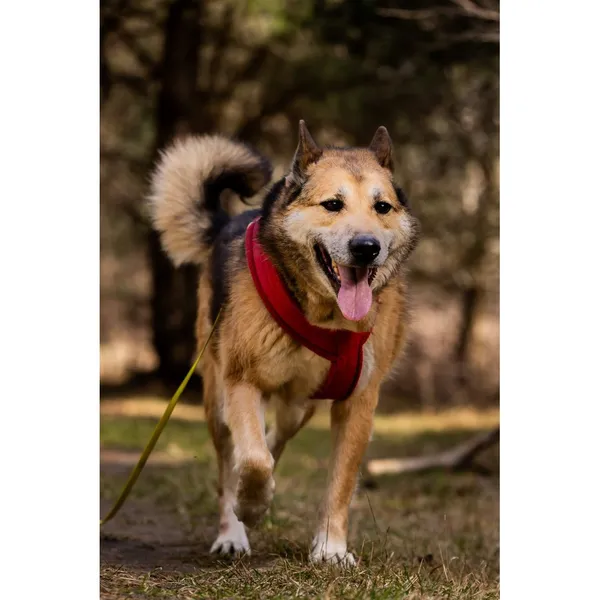 Znaleziono psa, Białystok, 28 lutego 2026 (1/5)