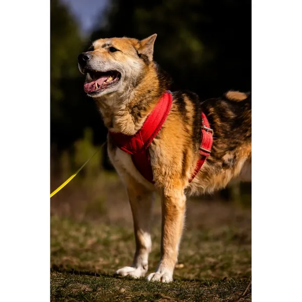 Znaleziono psa, Białystok, 28 lutego 2026 (2/5)